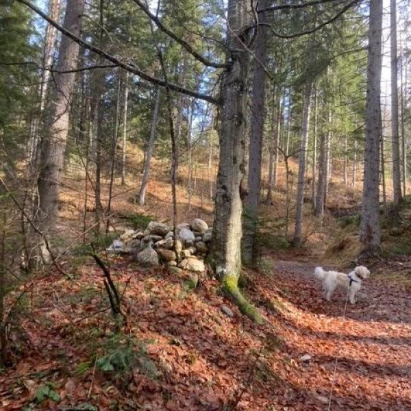 Bio-Urlaub im Thierseetal - Tirol - sterreich