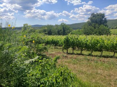 gruene umgebung urlaub toskana