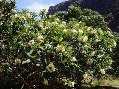 Finca El Cabrito Frangipani Baum