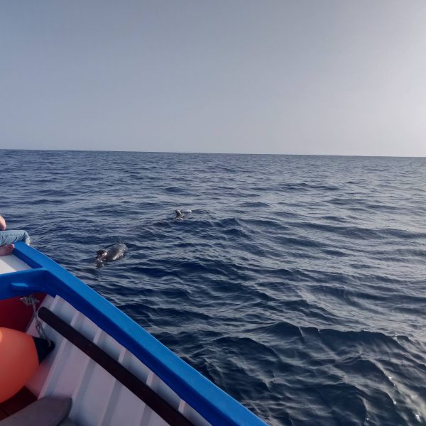 Delfin- und Walbeobachtungswoche (Whale Watching) auf La Gomera