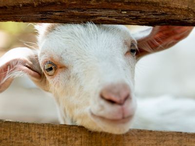 ziege am zaun im familienurlaub auf korfu