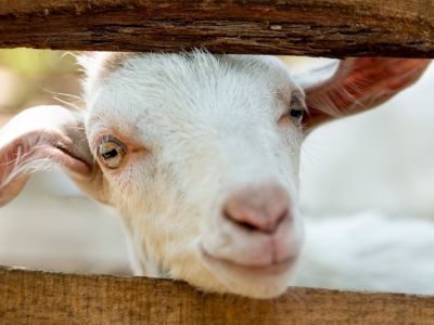 Ziege am Zaum im Familienurlaub auf Korfu