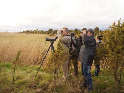 Naturreise Estland schner Urlaub Moorwanderung