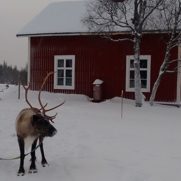 Natur pur: Winterabenteuer im Wildnisdorf - Lappland   