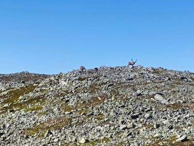 rentiere-schweden-aktivurlaub