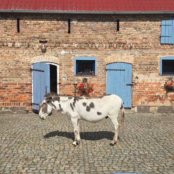 Reiterhof Dragefeld - Familienurlaub in Polen