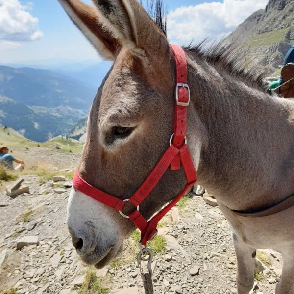 Eselwandern in Frankreich - Provence -  Sdalpen