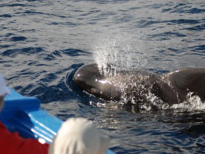 Delfin-Reisen auf Kanaren-Insel La Gomera