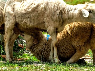 Landwirtschaft Schafe Albanien Wanderreise