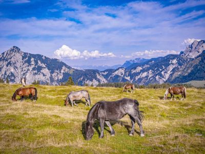 Almwiese Salzkammergut Pferde