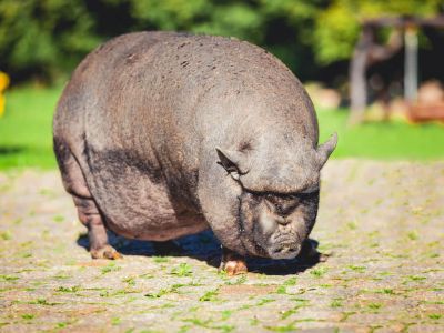 Polen Bauernhof Hngebauchschwein 