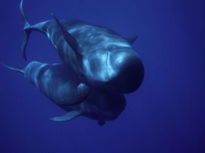 nachhaltig whale watching urlaub kanaren