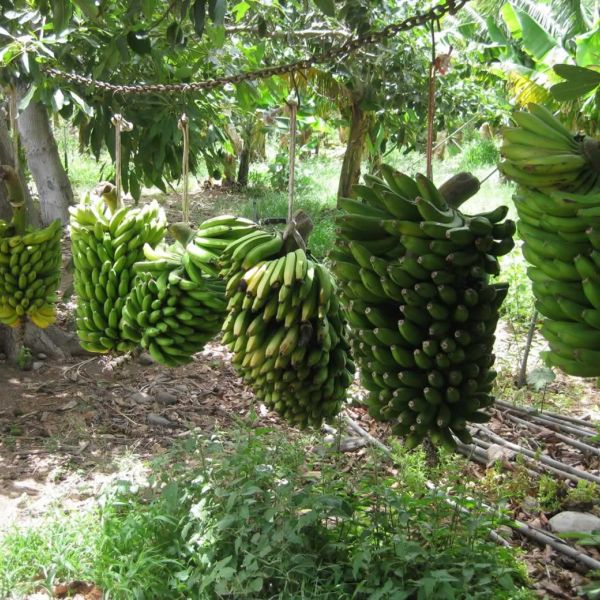 Finca El Cabrito - La Gomera (Kanaren)