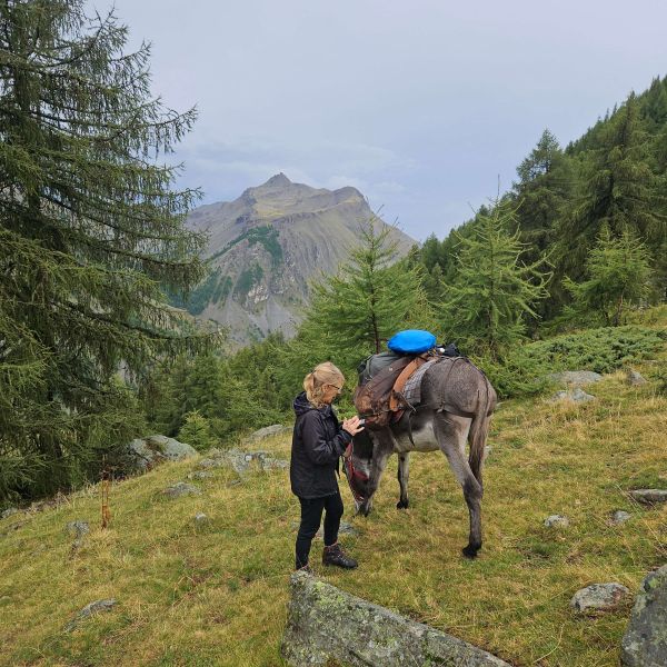 Eselwandern in Frankreich - Provence -  Sdalpen