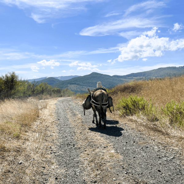 Eselwandern in der Toskana - Val di Cecina - Italien