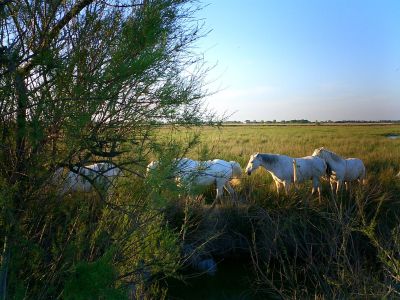 Weie Wildpferde Camargue