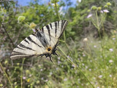 wanderwoche albanien schmetterling