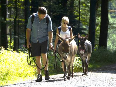 Wandern im bayerischen Wald mit Eseln Familie
