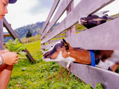Kind fuettert Ziege auf der Alm