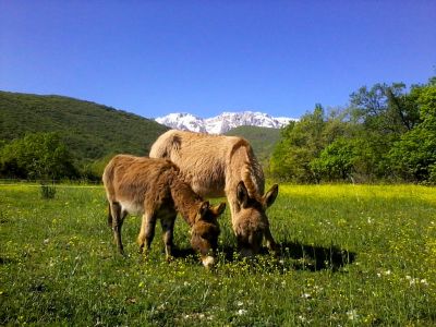 eselwandern in den abruzzen esel  auf wiese 
