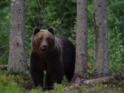 Bren im Baltikum Wanderurlaub Urlaub mit Familie