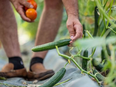 Das Gemse kommt zum Groteil aus dem eigenen Garten im Honigtal