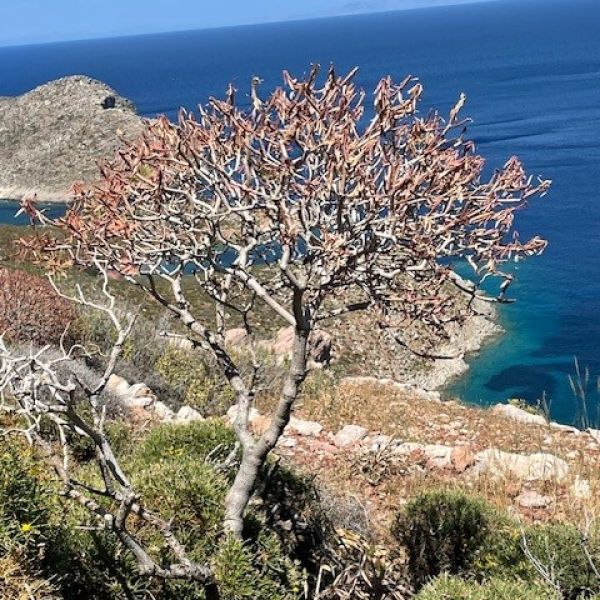 Tilos: Urlaub im Strandhotel, gis