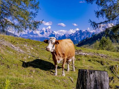 Kuh auf der Almwiese beim Wandern