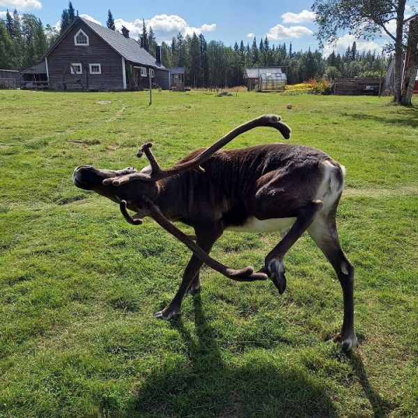 Sommerabenteuer am Polarkreis - Familienurlaub in Lappland