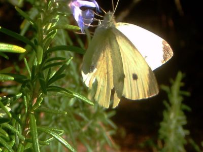 Schmetterlinge auf Korfu