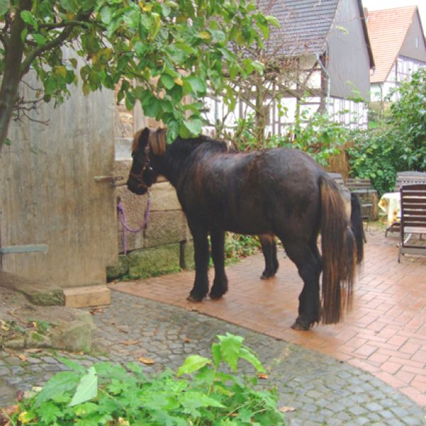 Bio-Pension im Dreilndereck - Niedersachsen