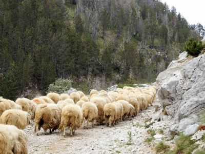 schafherde wanderweg montenegro ursprnglich 