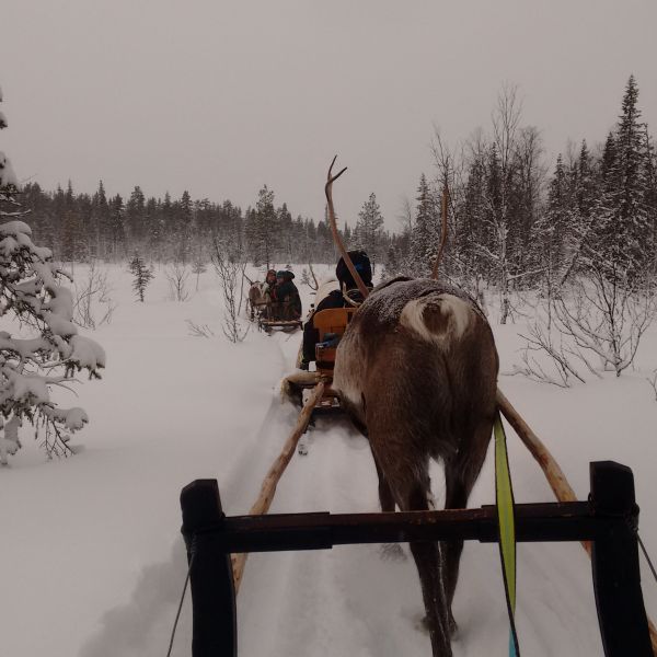 Natur pur: Winterabenteuer im Wildnisdorf - Lappland   