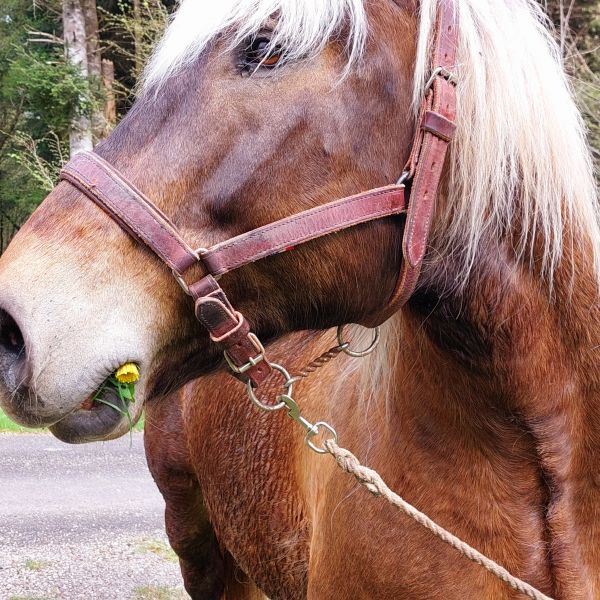 Planwagen-Urlaub in den Vogesen - Frankreich