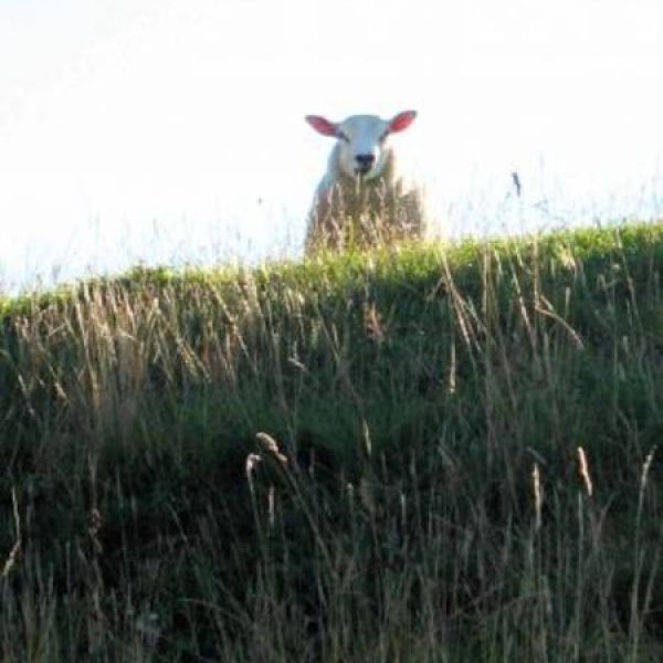 Hier knnen Sie Watt erleben! - Familienurlaub Nordsee