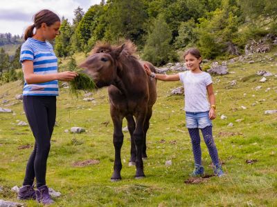 Salzkammergut Wandern mit Kindern Pferde fttern