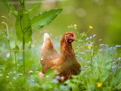 slowenien familienreise aktivurlaub zelinc bauernhof huhn abenteuer