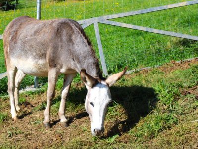 Wanderurlaub mit Esel Entschleunigung Familie