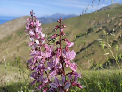 albanien wandern natur orchidee