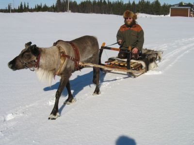 Schlittenfahrt mit Rentieren in Schwedisch Lappland.