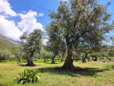 balkan albanien trekking reise individuell olivenbäume