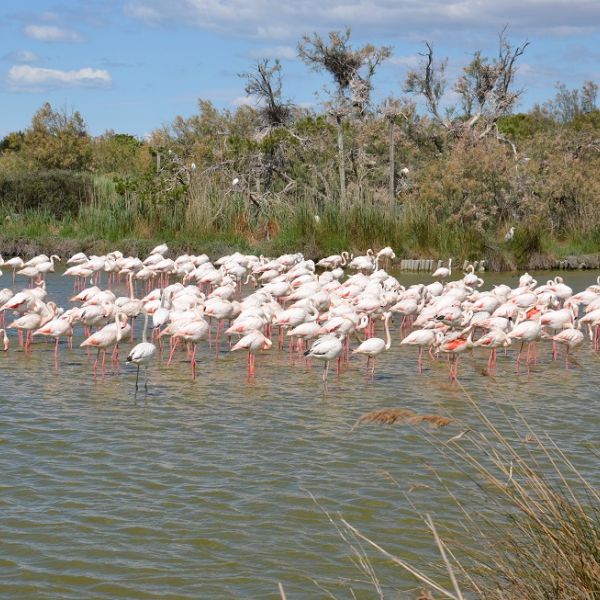 Familienurlaub im Landhaus Mas Fonrouge - Camargue/Sdfrankreich