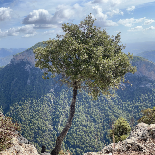 Finca-Wandern auf Mallorca