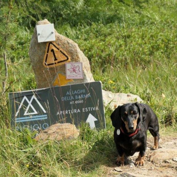 Bergwandern ohne Gepck im Valle del Lys - Aostatal