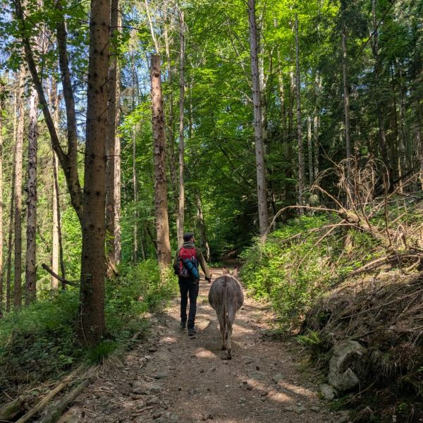 Eselwandern im Bayerischen Wald - Region Sonnenwald