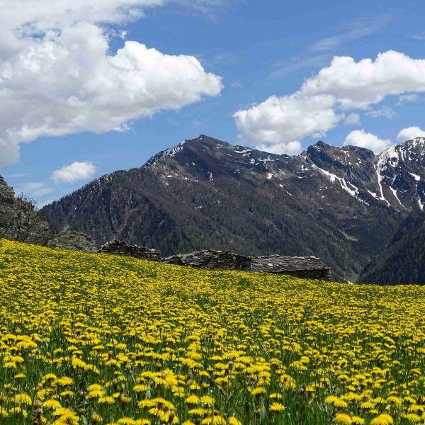 Piemont Valle Maira: Wandern ohne Gepck fr Genieer