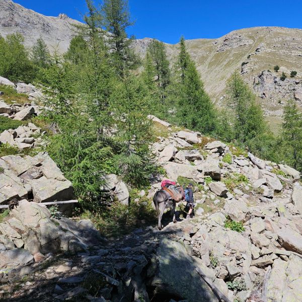 Eselwandern in Frankreich - Provence -  Sdalpen