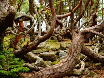 Das Naturschutzgebiet Trollskogen mit seinem faszinierenden Naturschauspiel