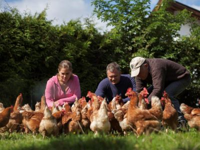 Familie Hennen Hühner Huhn Garten Bauernhof Tirol