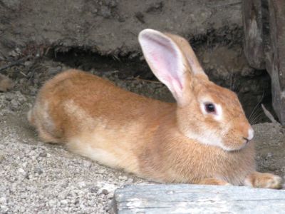 Farm auf dem Land Korfu Tiere Hase Xanthates